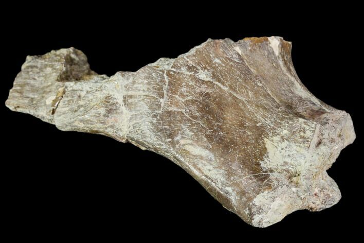 Fossil Synapsid, Dimetrodon or Edaphosaurus Skull Section - Texas #106997